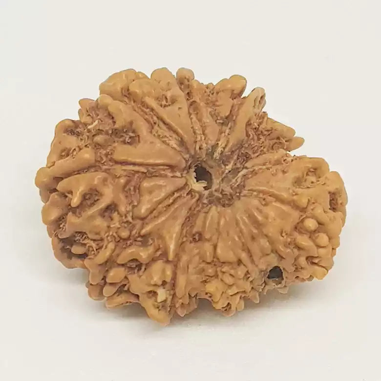 Gauri Shankar Ganesh Rudraksha