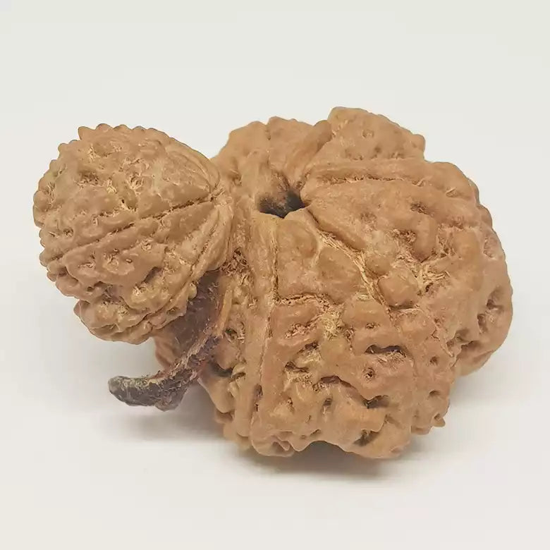 Gauri Shankar Ganesh Rudraksha