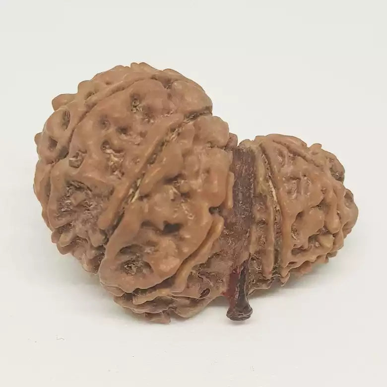 Gauri Shankar Ganesh Rudraksha