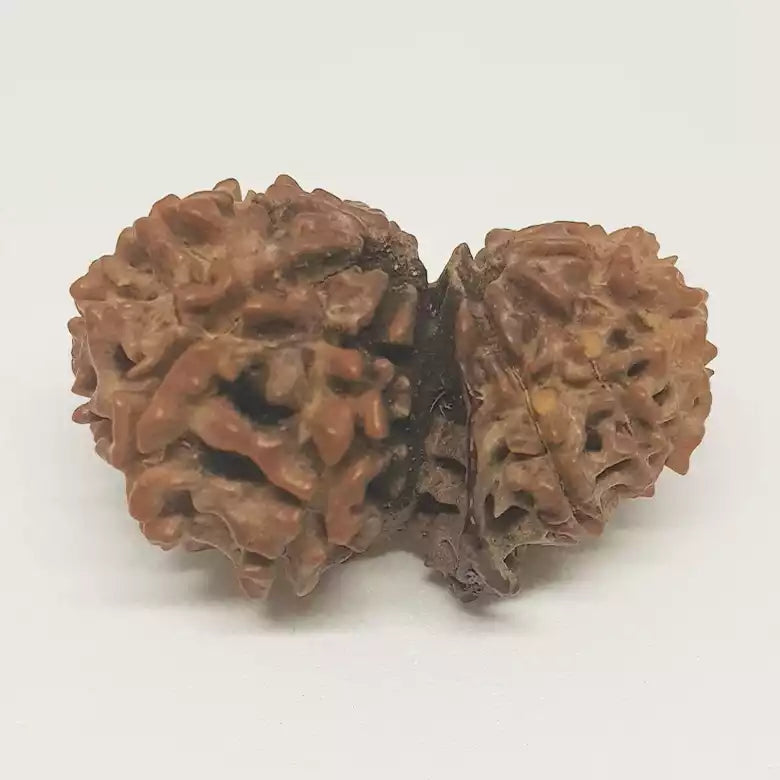 Gauri Shankar Ganesh Rudraksha