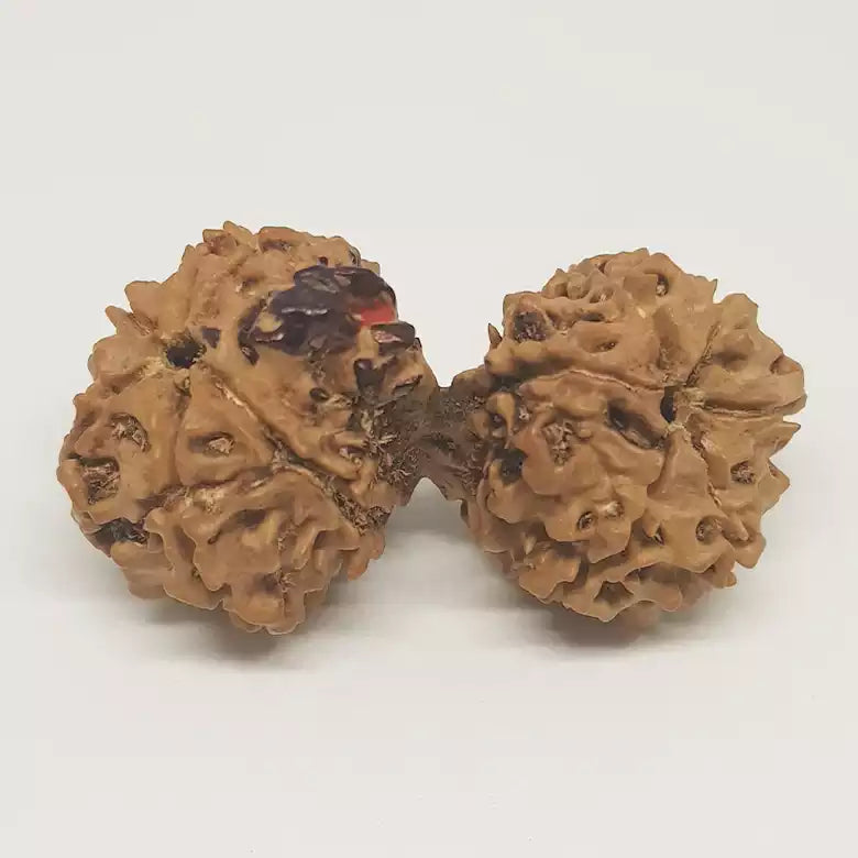 Gauri Shankar Ganesh Rudraksha