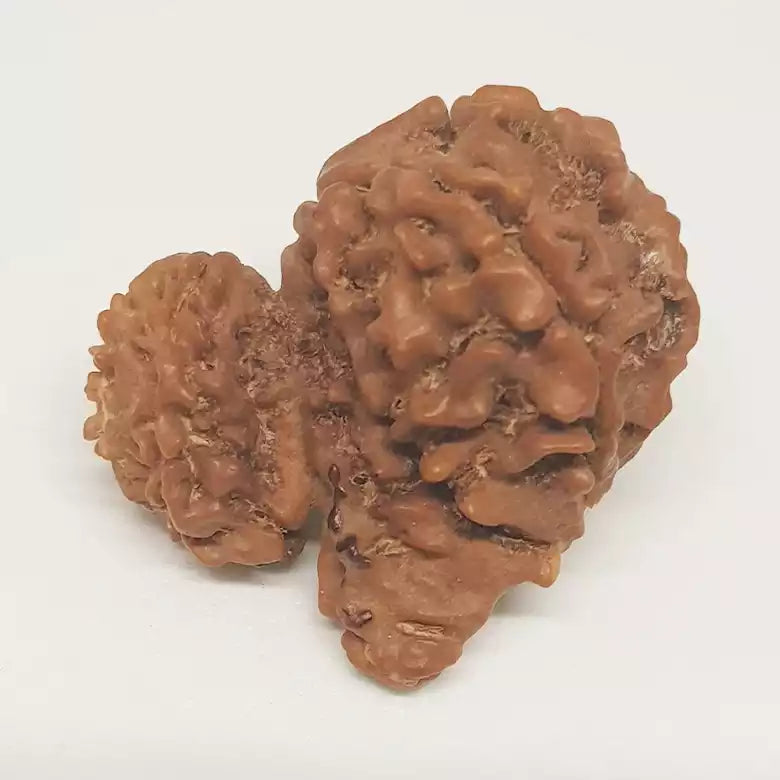 Gauri Shankar Ganesh Rudraksha