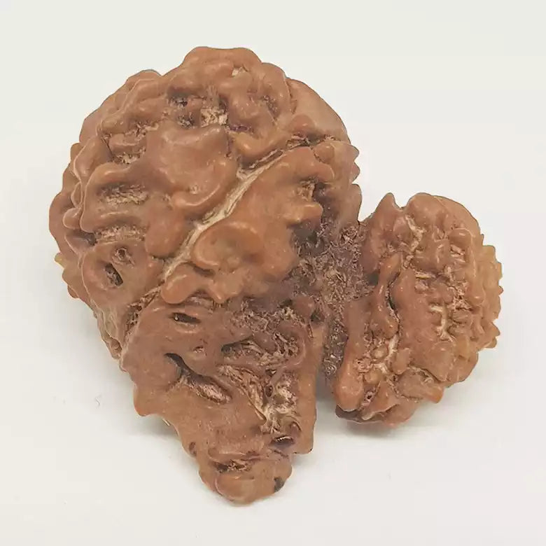 Gauri Shankar Ganesh Rudraksha