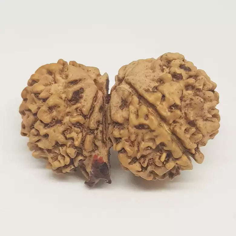 Gauri Shankar Ganesh Rudraksha