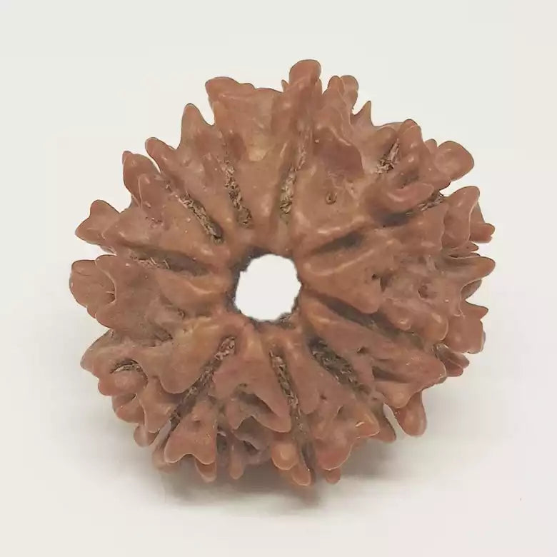 Nine Mukhi Nepali Rudraksha