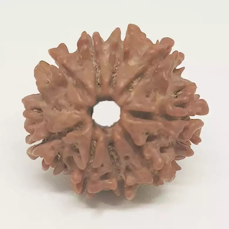 Nine Mukhi Nepali Rudraksha