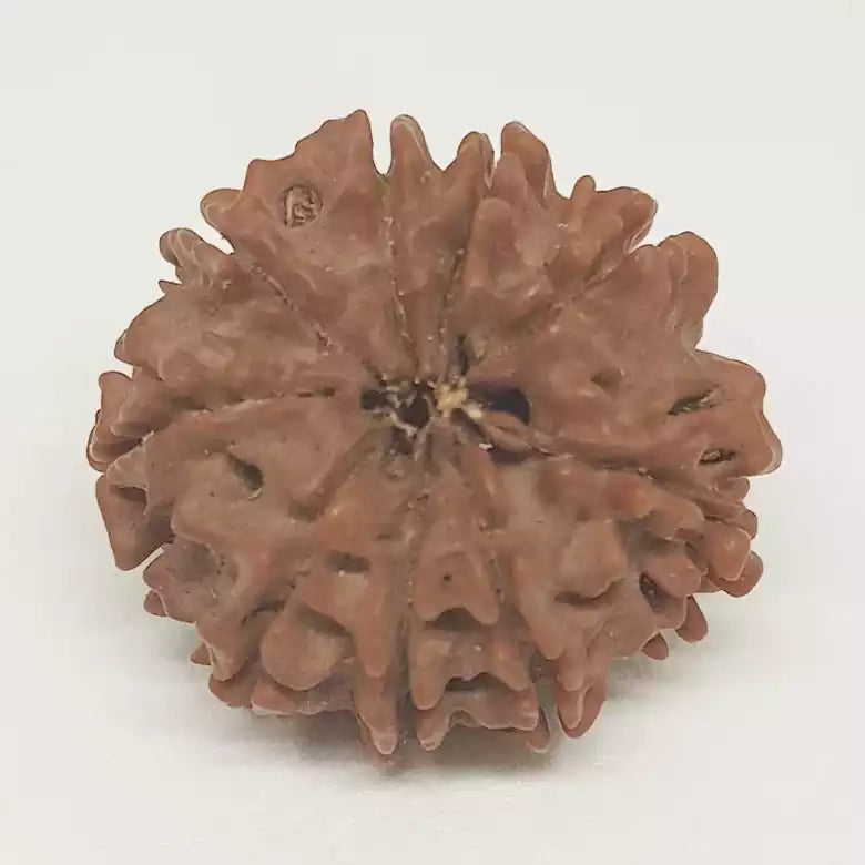 Nine Mukhi Nepali Rudraksha