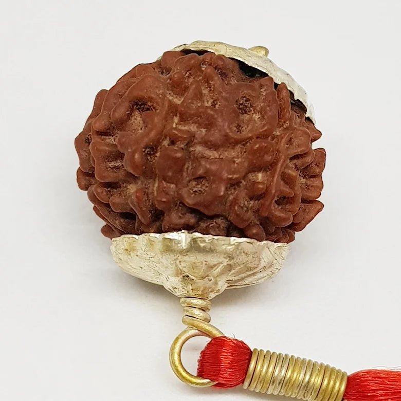 Nine Mukhi Nepali Rudraksha