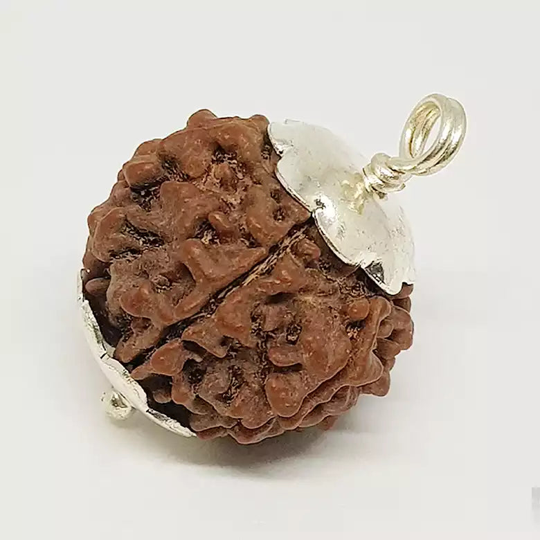 Six Faced Rudraksha