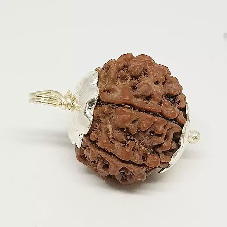 Six Faced Rudraksha