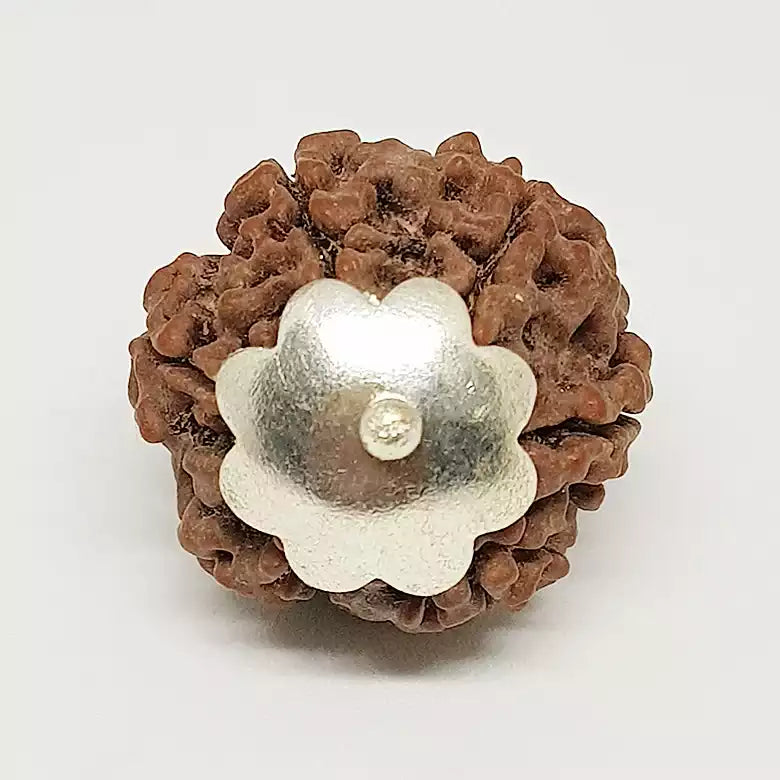 Six Faced Rudraksha