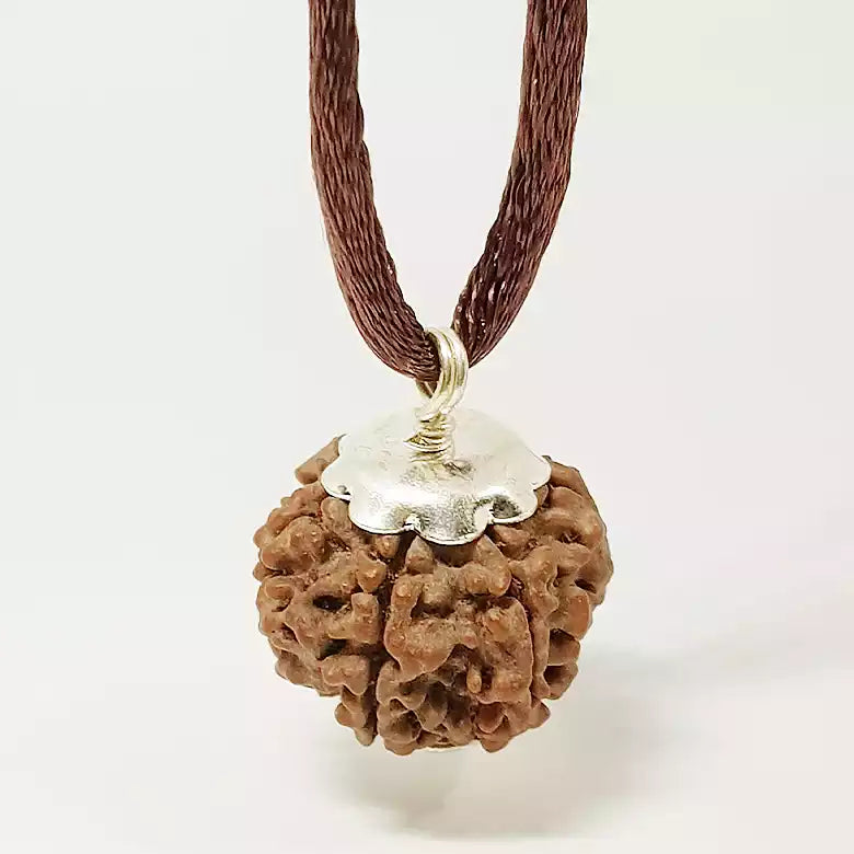 Six Faced Rudraksha