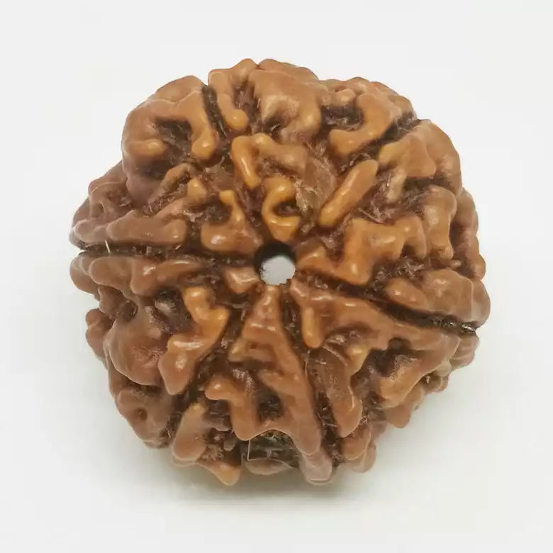 Six Faced Rudraksha