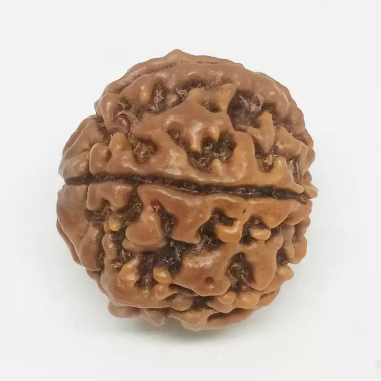 Six Faced Rudraksha