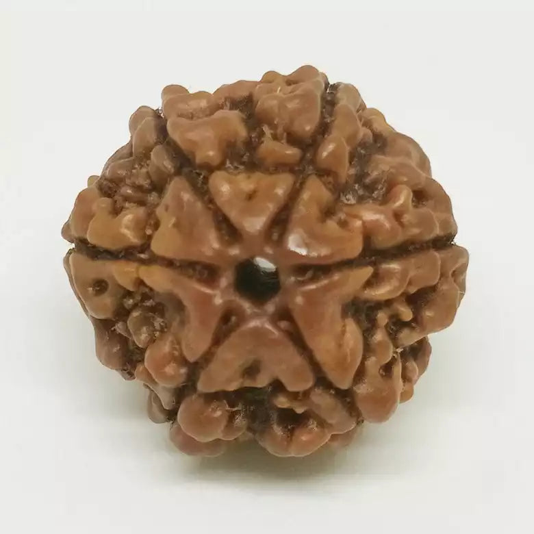 Six Faced Rudraksha