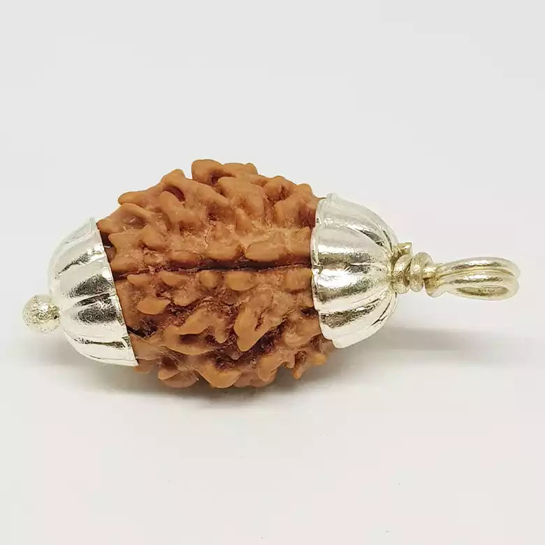 Three Faced Rudraksha