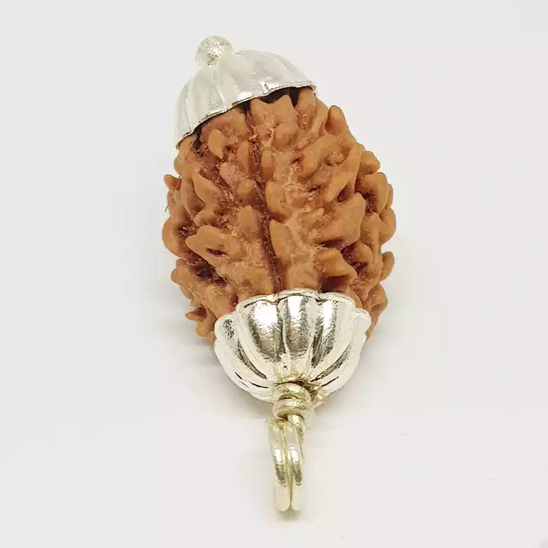 Three Faced Rudraksha