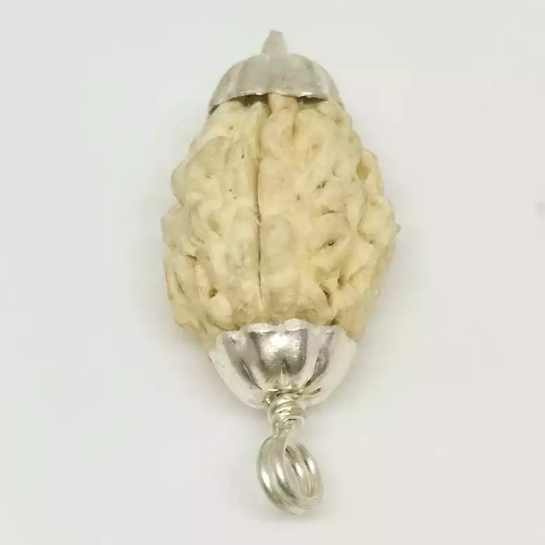 Three Faced Rudraksha