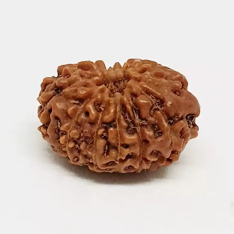 Twelve Faced Rudraksha