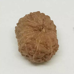 Twelve Faced Rudraksha