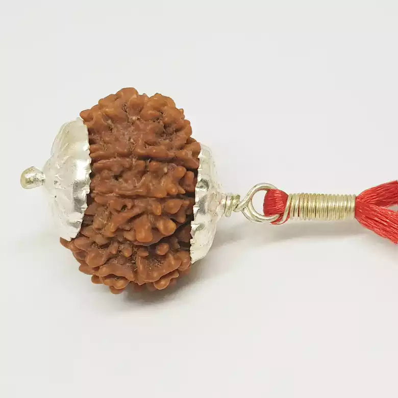 Twelve Mukhi Nepali Rudraksha