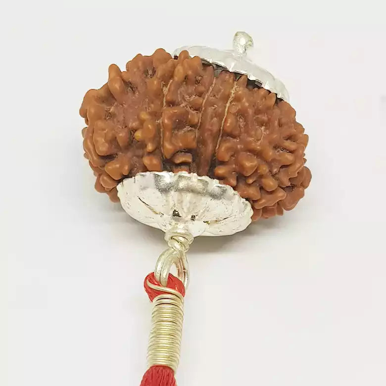 Twelve Mukhi Nepali Rudraksha