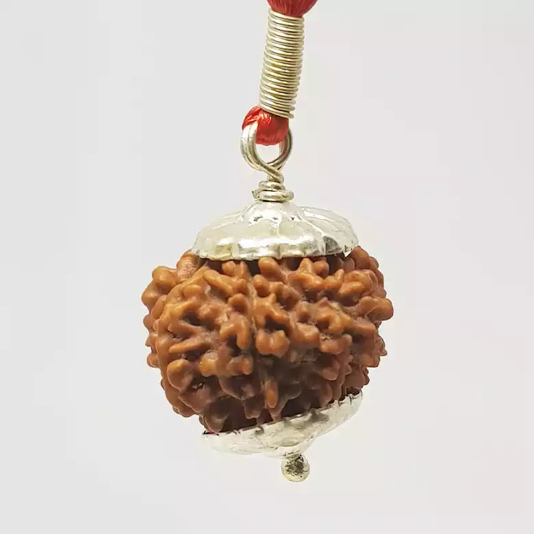 Twelve Mukhi Nepali Rudraksha