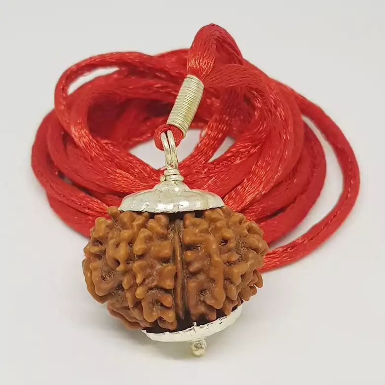 Twelve Mukhi Nepali Rudraksha