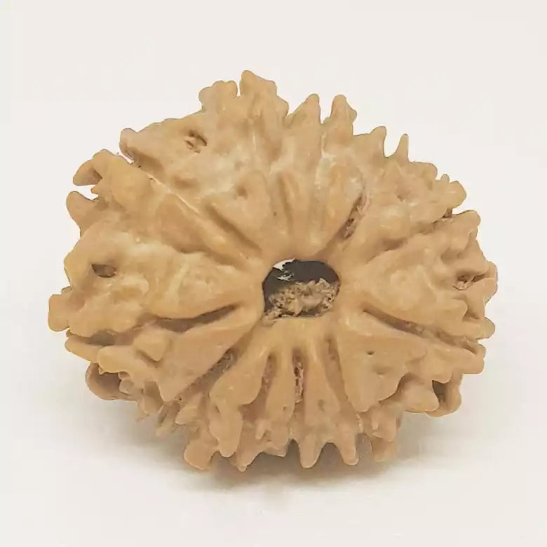 Twelve Mukhi Nepali Rudraksha