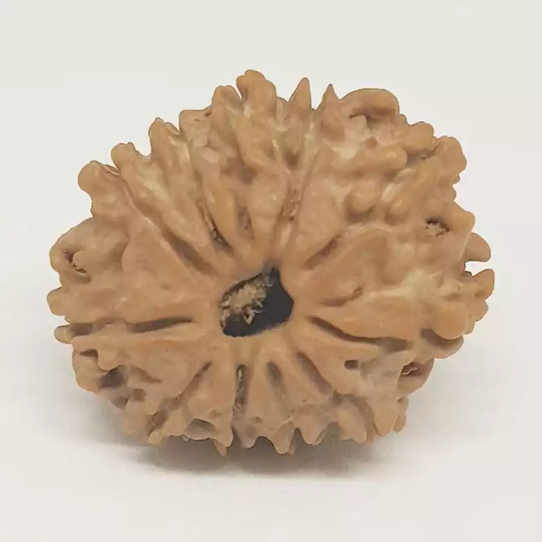 Twelve Mukhi Nepali Rudraksha