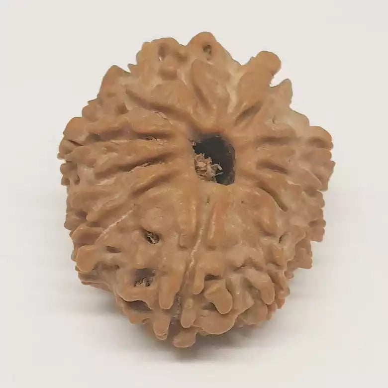 Twelve Mukhi Nepali Rudraksha