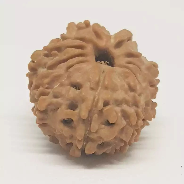 Twelve Mukhi Nepali Rudraksha