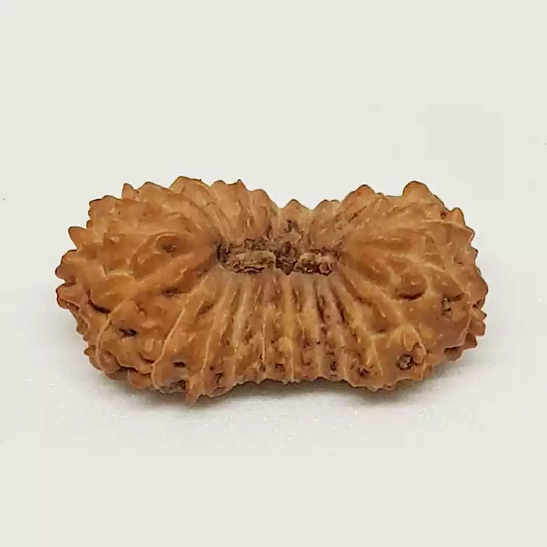 Twenty One Mukhi Indonesian Rudraksha